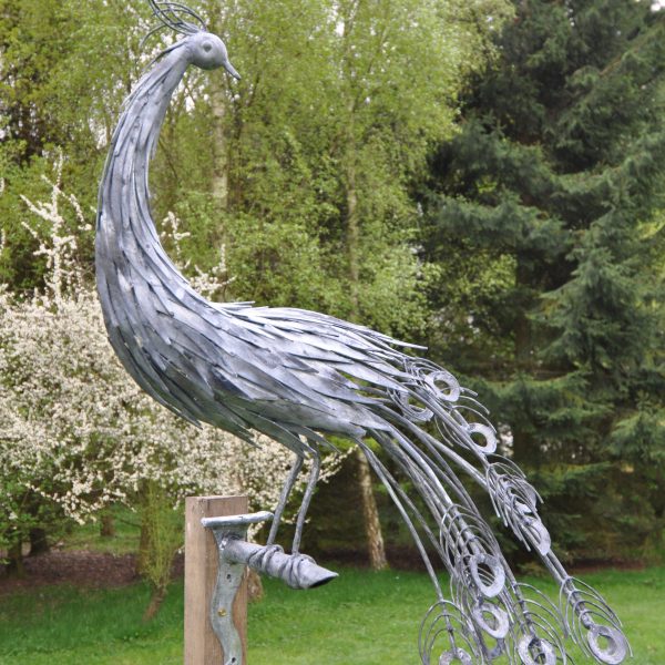 Peacock by ian Gill