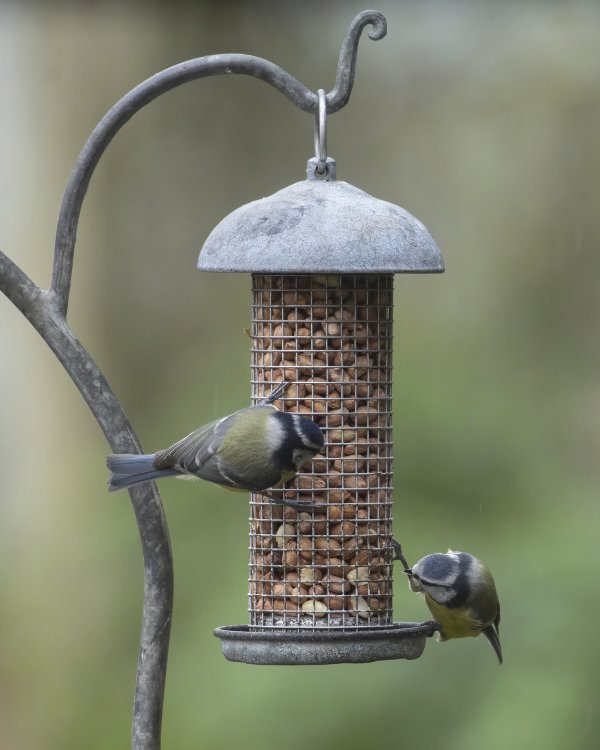Birds feeding on Bird Feeder