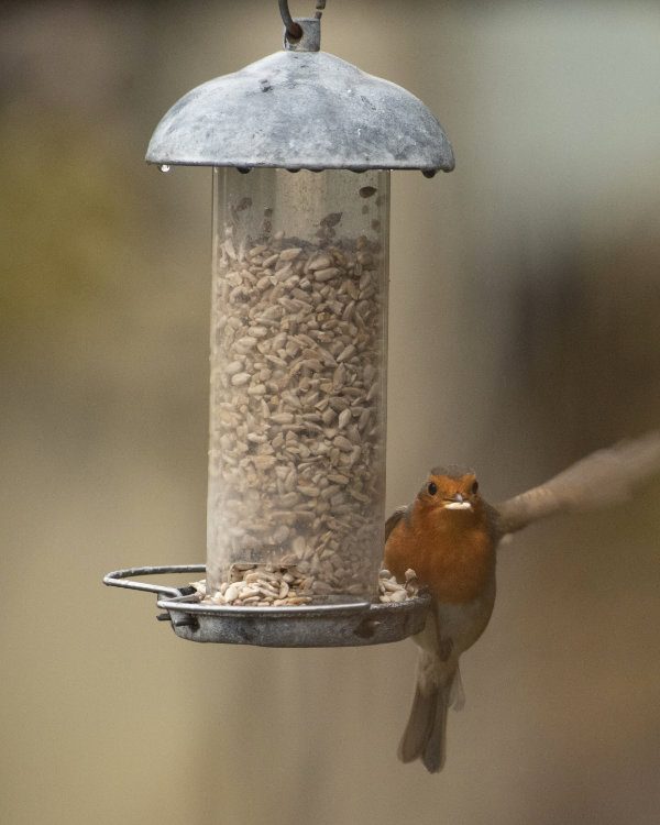 Robin on Bird Feeder
